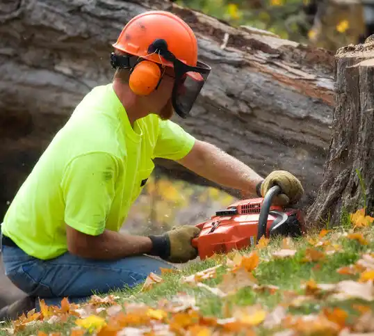 tree services Hartford